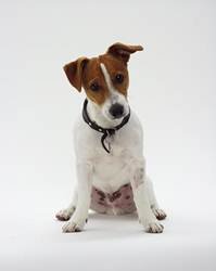 pic for Jack Russel